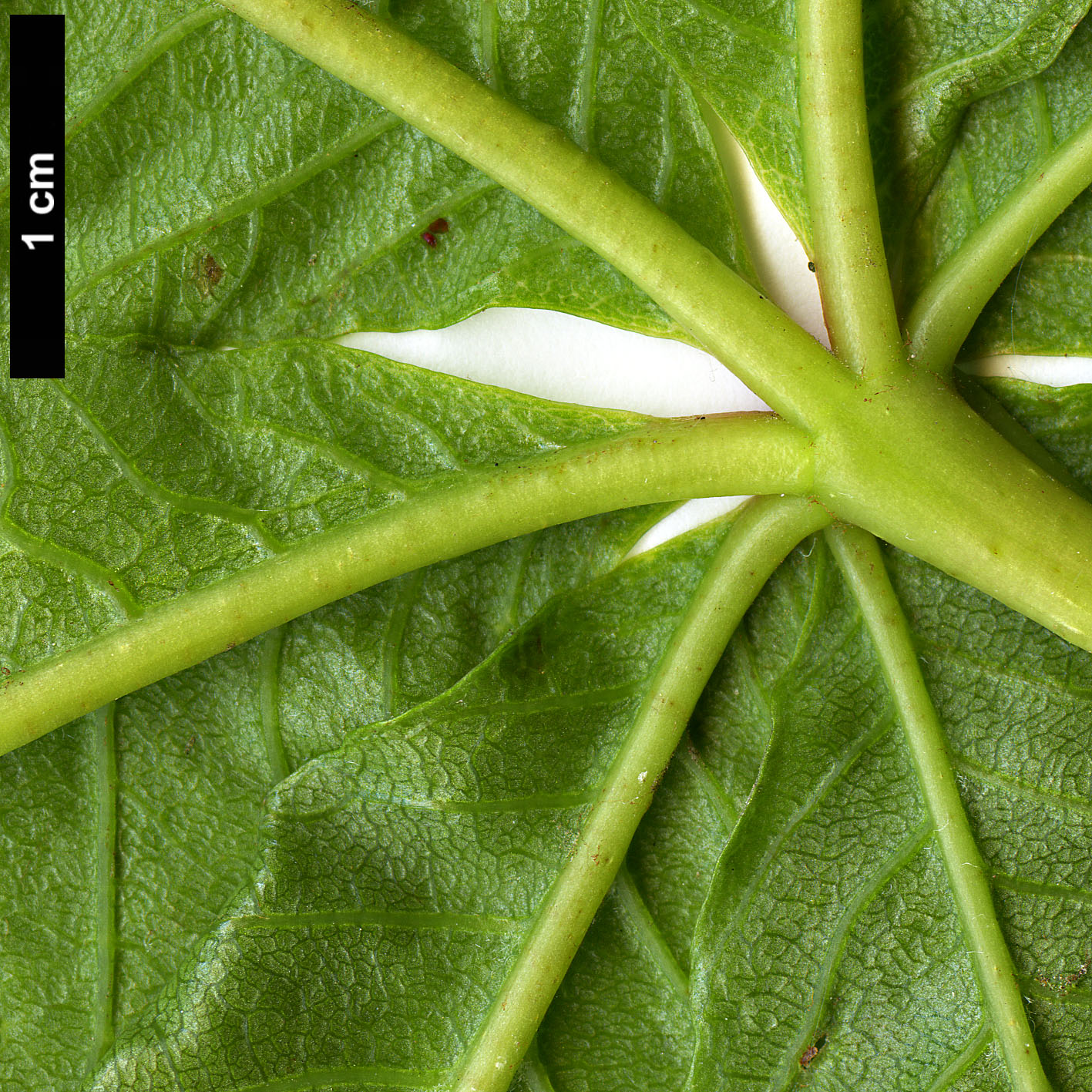 High resolution image: Family: Sapindaceae - Genus: Aesculus - Taxon: ×carnea (A.hippocastanum × A.pavia)